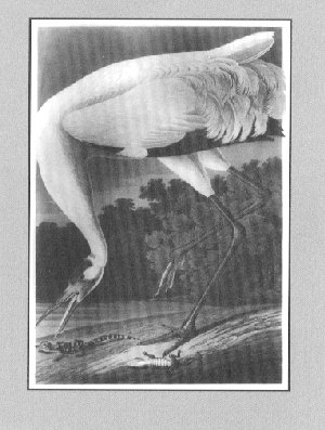 Audubon's whooping crane