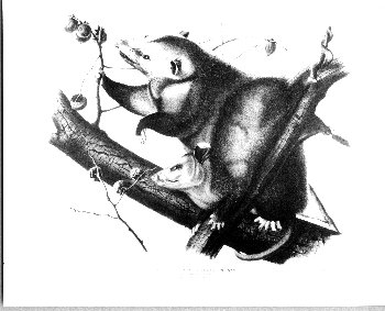 Audubon's opposum
