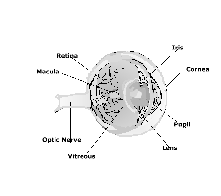 anatomy of eye